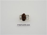 藏品(黑斑陷紋金龜)的圖片